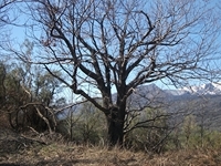 Monte_Fontane - 01042012 140.jpg